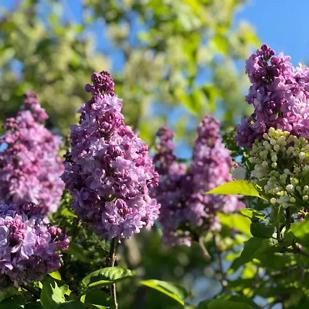 Amsel - Geruhsam, Sonnig & Zentral - 3-zimmer-apartment Граль-Мюриц